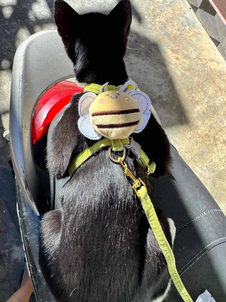 Dây dắt thú cưng vải nhiều màu. Mua bán Phụ kiện, Thức ăn, Dịch vụ tại Thành phố Đà Lạt Lâm Đồng được đăng bởi Đang Thanh hình 1