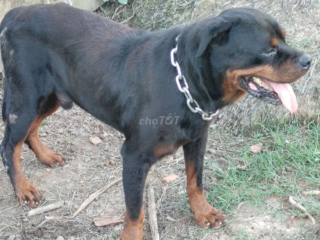 Đực Giấy Vka,Bao Phối. Mua bán Chó tại Thành phố Thủ Dầu Một Bình Dương được đăng bởi Nhân Rottweiler  hình 4