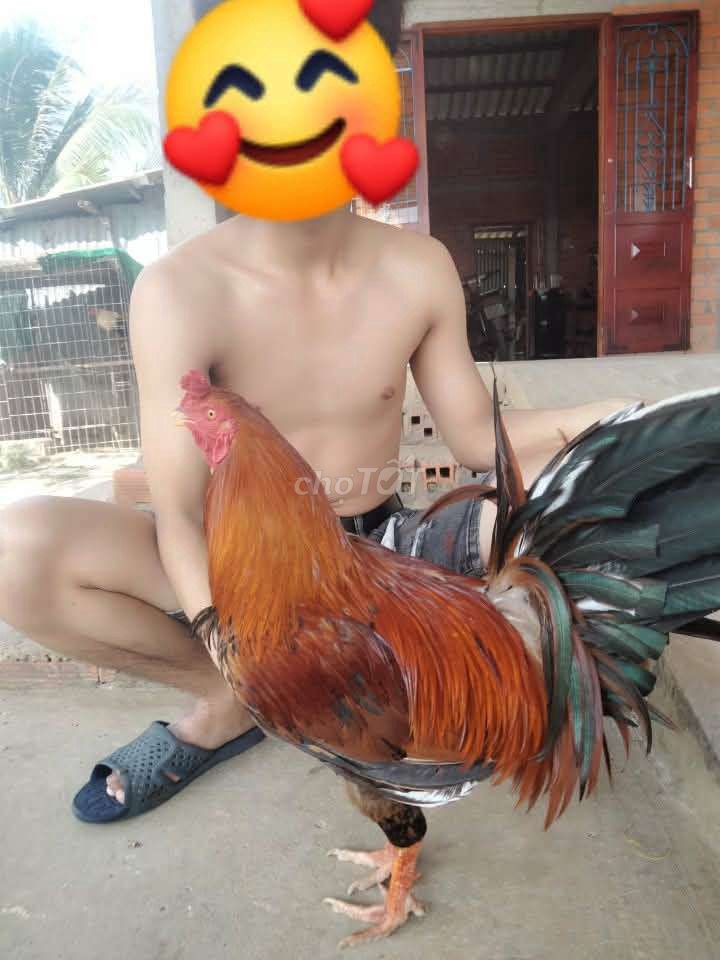 gà khét. Mua bán Gà tại Huyện Châu Thành Long An được đăng bởi Băng Nguyên hình 1
