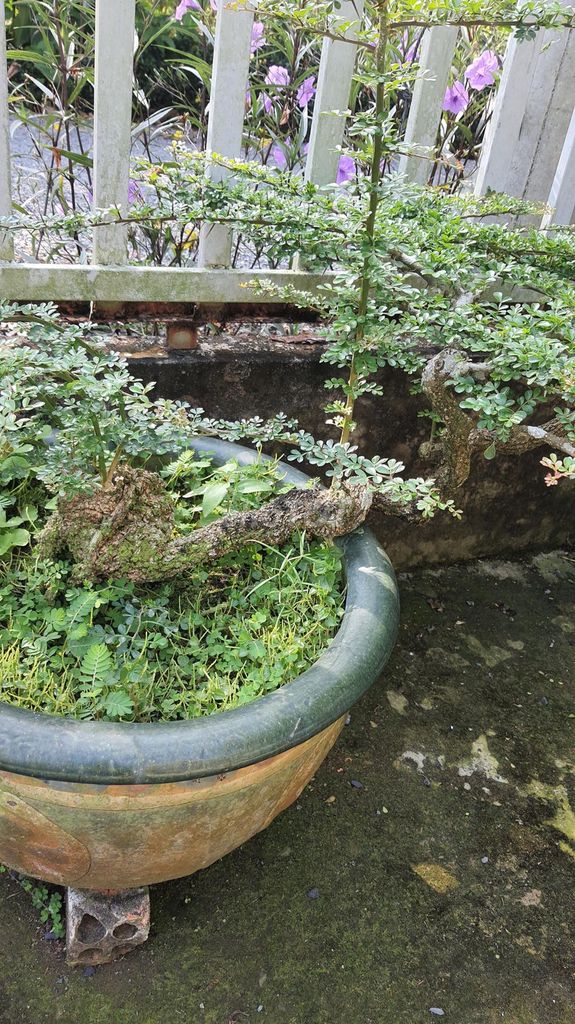 Cây cảnh Cần thăng lâu năm. Mua bán Cây cảnh, đồ trang trí tại Huyện Cái Bè Tiền Giang được đăng bởi Cuong Do hình 1