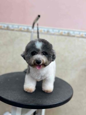 Poodle Bò Xám 18 tháng. Mua bán Chó tại Huyện Hóc Môn Tp Hồ Chí Minh được đăng bởi kiệt
