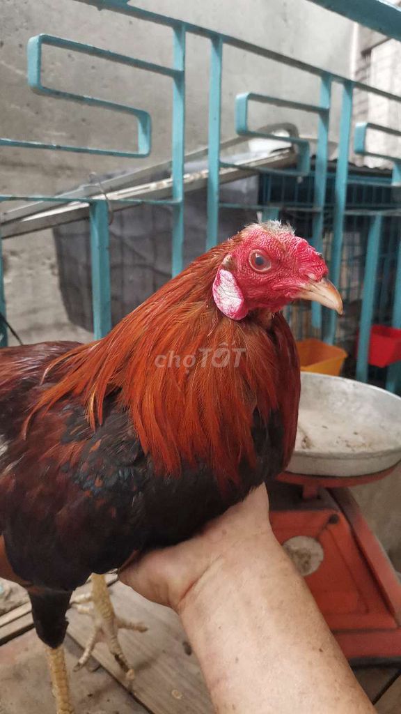 Gà lai 1kg340 zin. Mua bán Gà tại Quận Tân Phú Tp Hồ Chí Minh được đăng bởi Minh  hình 1