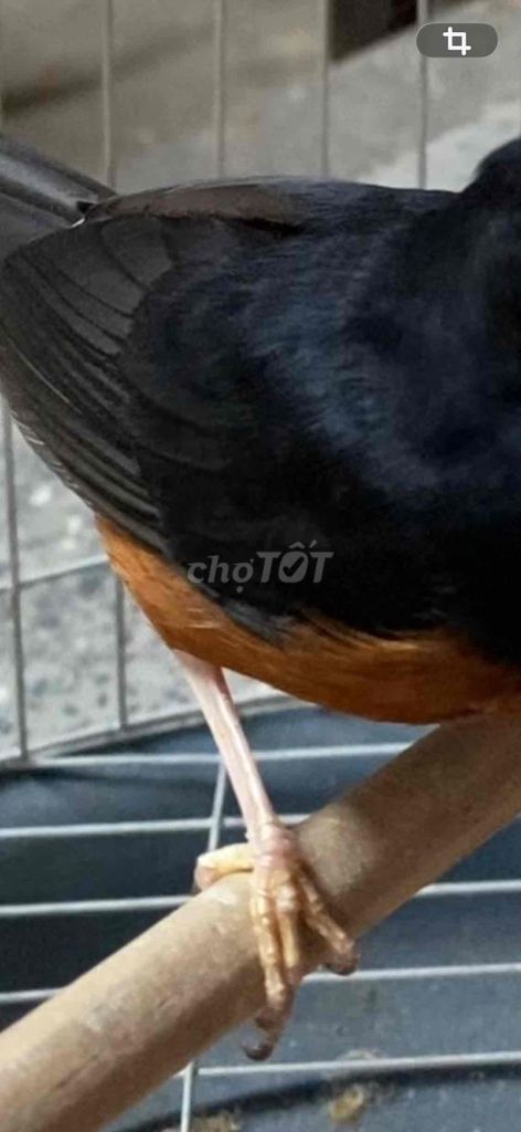 chè lử. Mua bán Chim tại Quận Ngũ Hành Sơn Đà Nẵng được đăng bởi Phát hình 1