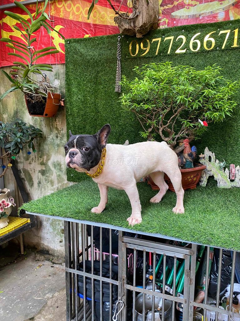 bull pháp bò sữa cái tơ. Mua bán Chó tại Huyện Thanh Trì Hà Nội được đăng bởi phạm duy hình 2