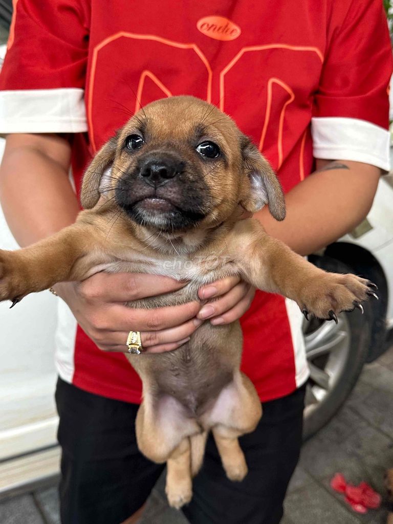 Chó con Nâu lai 1 tháng - loài chó nhỏ. Mua bán Chó tại Thành phố Thủ Đức Tp Hồ Chí Minh được đăng bởi Quỳnh Hương hình 1