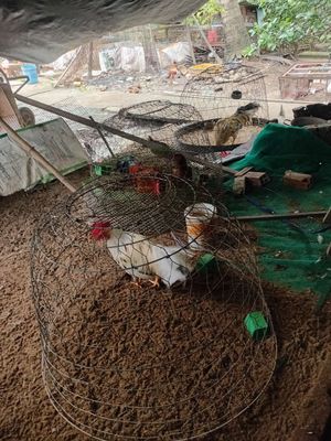 Tìm chủ. Mua bán Gà tại Huyện Châu Thành Tiền Giang được đăng bởi Thảo 