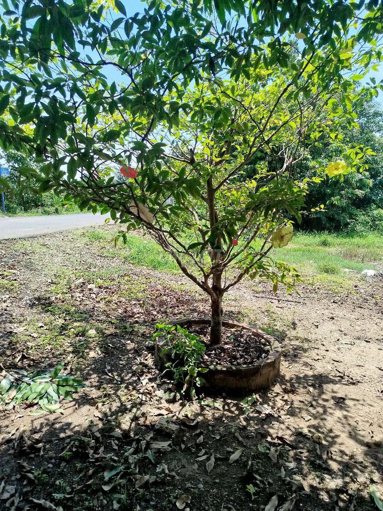 Cây cảnh Mai gốc trên 40cm. Mua bán Cây cảnh, đồ trang trí tại Thành phố Bà Rịa Bà Rịa - Vũng Tàu được đăng bởi Sang hình 1