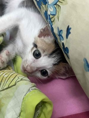 Mèo ta đực 6 tuần tuổi