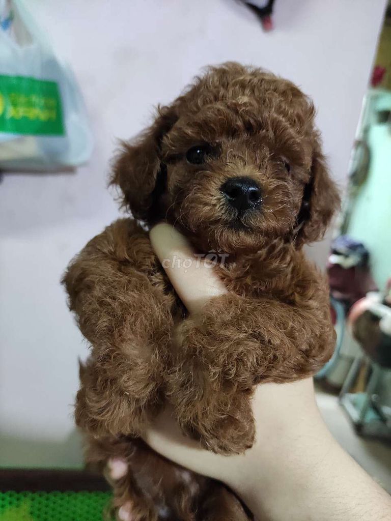 0378193515 - Poodle nâu thuần chủng 45 ngày tuổi