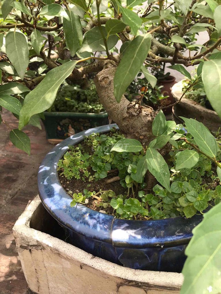 Cây cảnh bonsai Cây sung Khỏe mạnh. Mua bán Cây cảnh, đồ trang trí tại Huyện Hoài Đức Hà Nội được đăng bởi anh vu hình 1