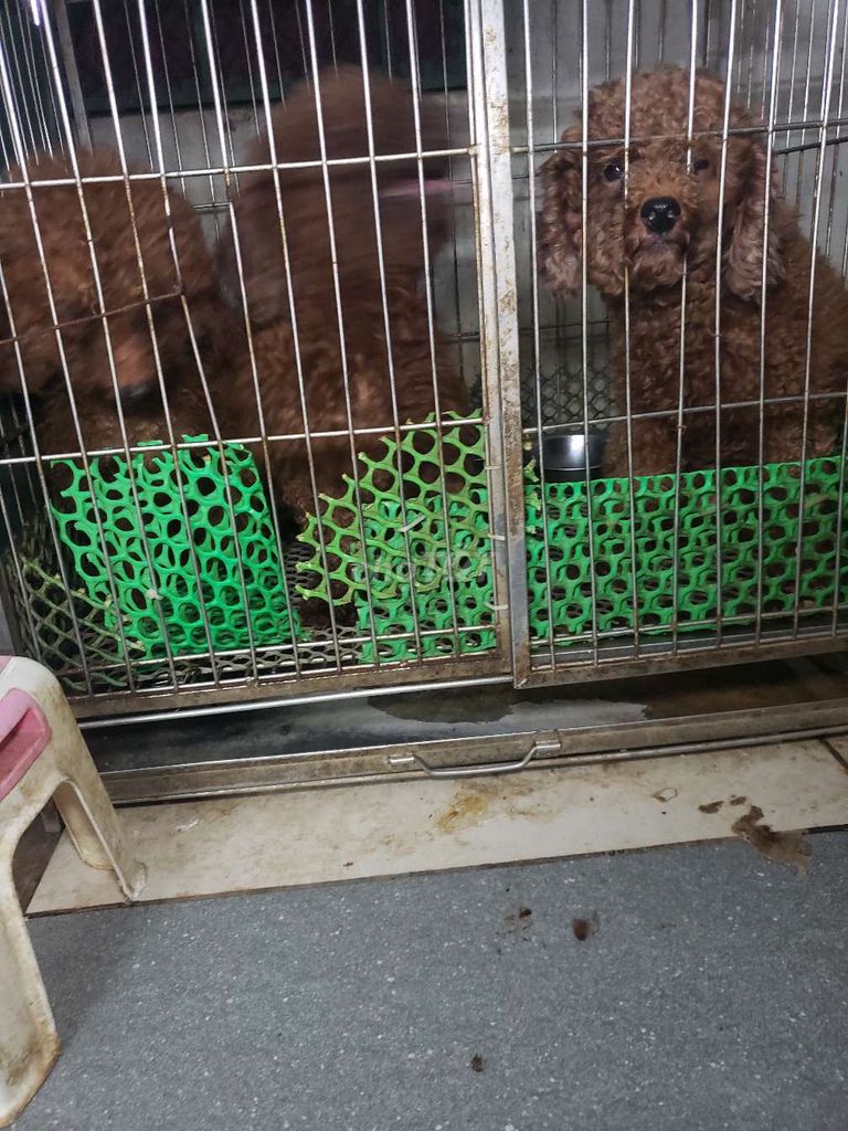 Thanh lý chó poodle nuôi sinh sản