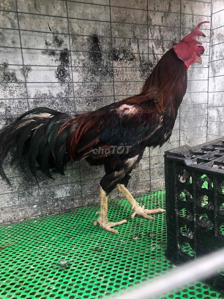 Gà Thái Mỹ hơn 4kg. Mua bán Gà tại Quận Tân Phú Tp Hồ Chí Minh được đăng bởi Ngôn hình 1