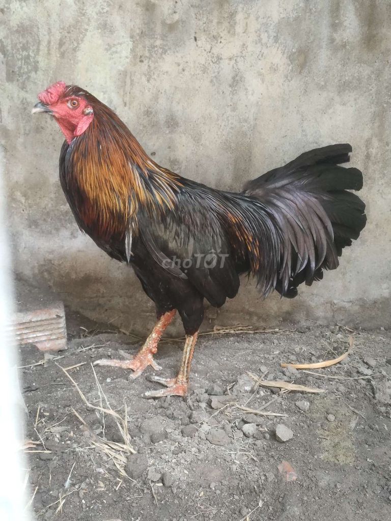 Gà nòi đực 2.9kg khỏe mạnh. Mua bán Gà tại Huyện Thoại Sơn An Giang được đăng bởi GÀ Nòi hình 1
