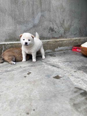 Chó Shiba Cái Gần 2 tháng Vàng, trắng Thuần chủng