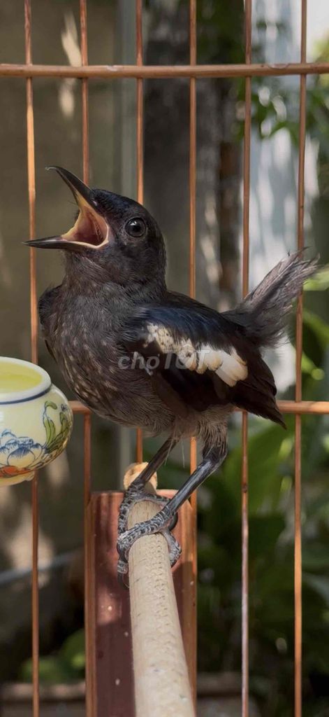 Chim choè mái ngực đen. Mua bán Chim tại Quận Gò Vấp Tp Hồ Chí Minh được đăng bởi Khoa Trần hình 1