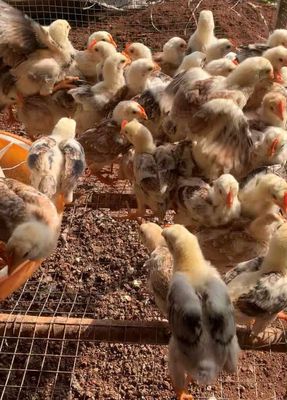 Bán gà ta thả vườn úm 3-4 tuần tuổi Đn. Mua bán Gà tại Thành phố Long Khánh Đồng Nai được đăng bởi NGUYEN THIEN