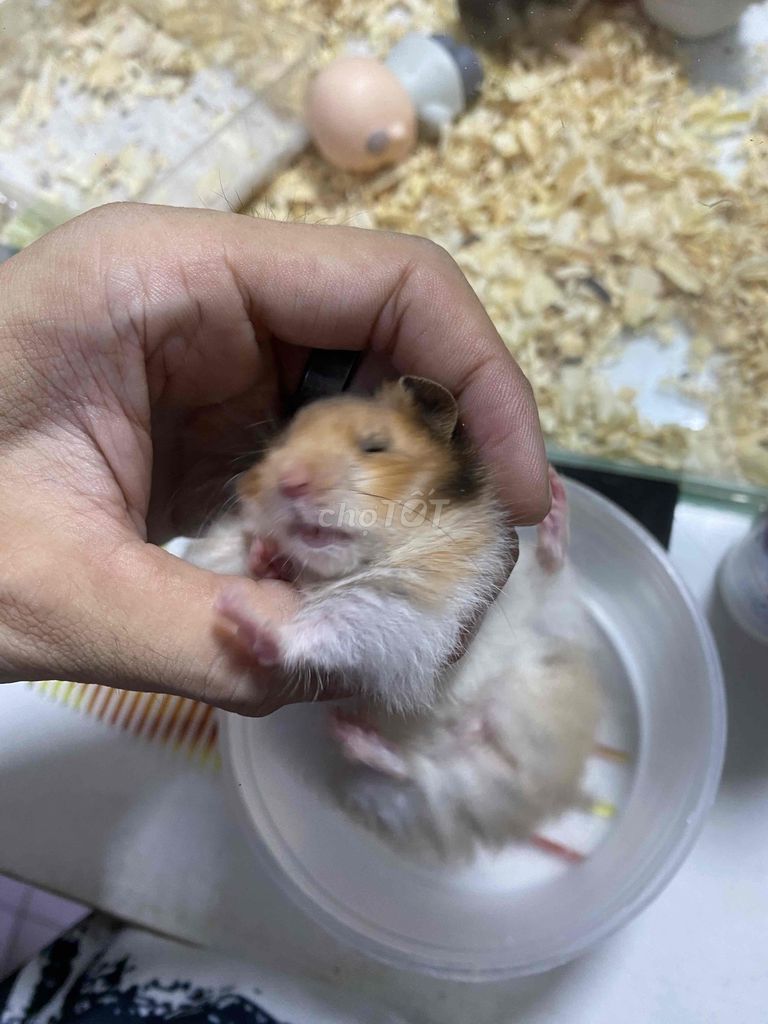 HAMSTER Bear Lông Xù