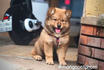 Xù Bắc Hà tai dựng siêu xinh.