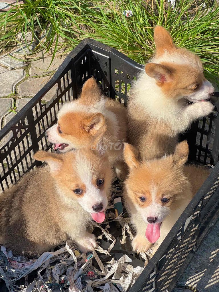 Chó Corgi mông bụ đẹp. Mua bán Chó tại Quận Cẩm Lệ Đà Nẵng được đăng bởi Anh Pet Shop hình 5