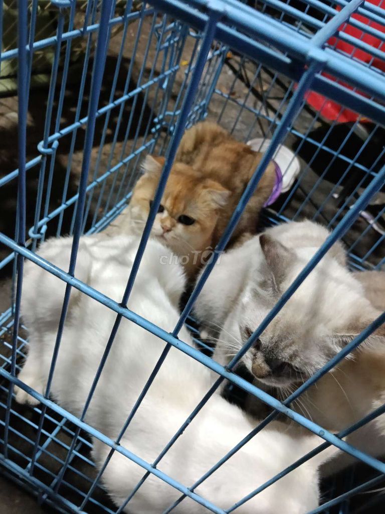 mèo holden và mèo anh lông ngắn. Mua bán Mèo tại Quận Cầu Giấy Hà Nội được đăng bởi Huong La hình 1
