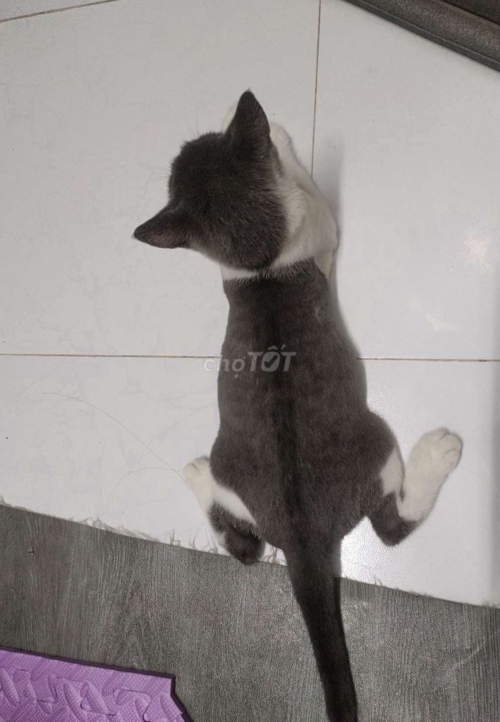 Mèo Bicolor đực 5 tháng khỏe mạnh. Mua bán Mèo tại Quận Bình Tân Tp Hồ Chí Minh được đăng bởi Xoài hình 1