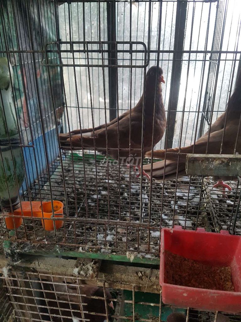 Chim bồ câu Socola . Mua bán Chim tại Quận 4 Tp Hồ Chí Minh được đăng bởi Đình Lan Trịnh hình 1