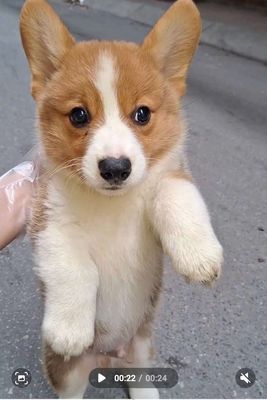 (s)Hello ! Em là corgi đây ạ