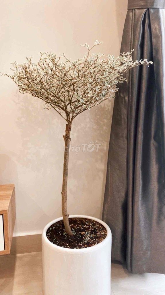 Căn hộ 1PN Lavita Charm Thủ Đức full nội thất thoáng mát - miễn giá ảo