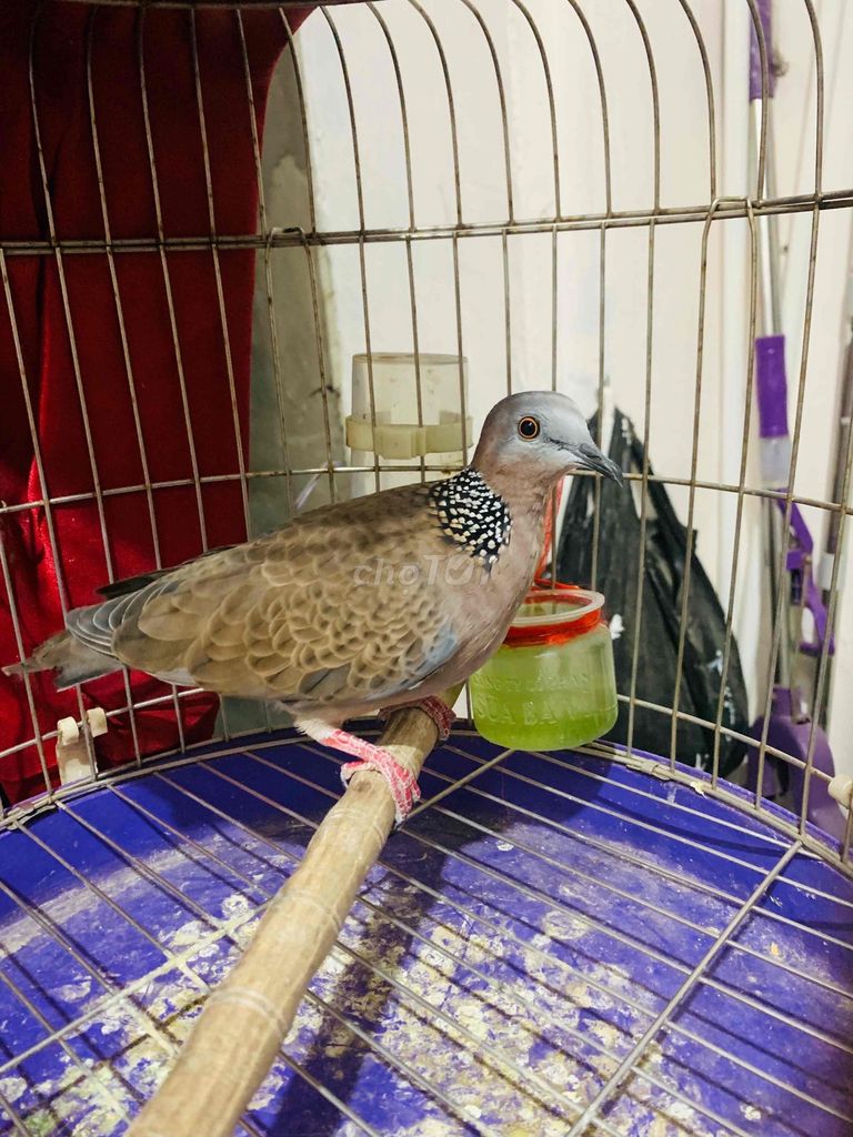 Chim cu gáy gáy gù cả ngày. Mua bán Chim tại Quận Long Biên Hà Nội được đăng bởi Tran Tung Lam hình 1