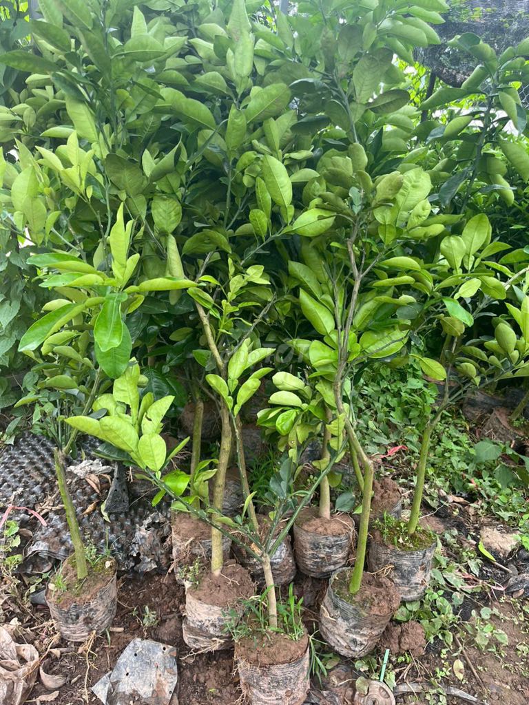 Cây Bưởi da xanh cây choai. Mua bán Đồ chuyên dụng, Giống nuôi trồng tại Huyện Gia Lâm Hà Nội được đăng bởi Hoàng thị muôn hình 1