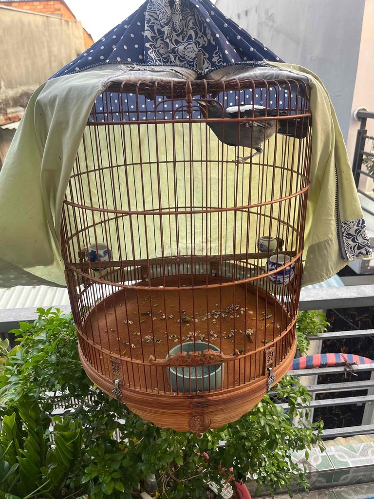 lồng 68 gl 60,64. Mua bán Phụ kiện, Thức ăn, Dịch vụ tại Quận Tân Phú Tp Hồ Chí Minh được đăng bởi abc hình 1