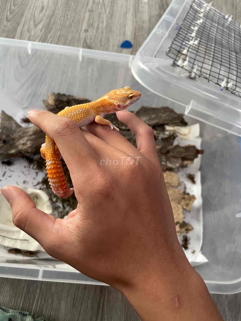 leopard gecko cần bán. Mua bán Thú cưng khác tại Quận 1 Tp Hồ Chí Minh được đăng bởi Tô Cường hình 1