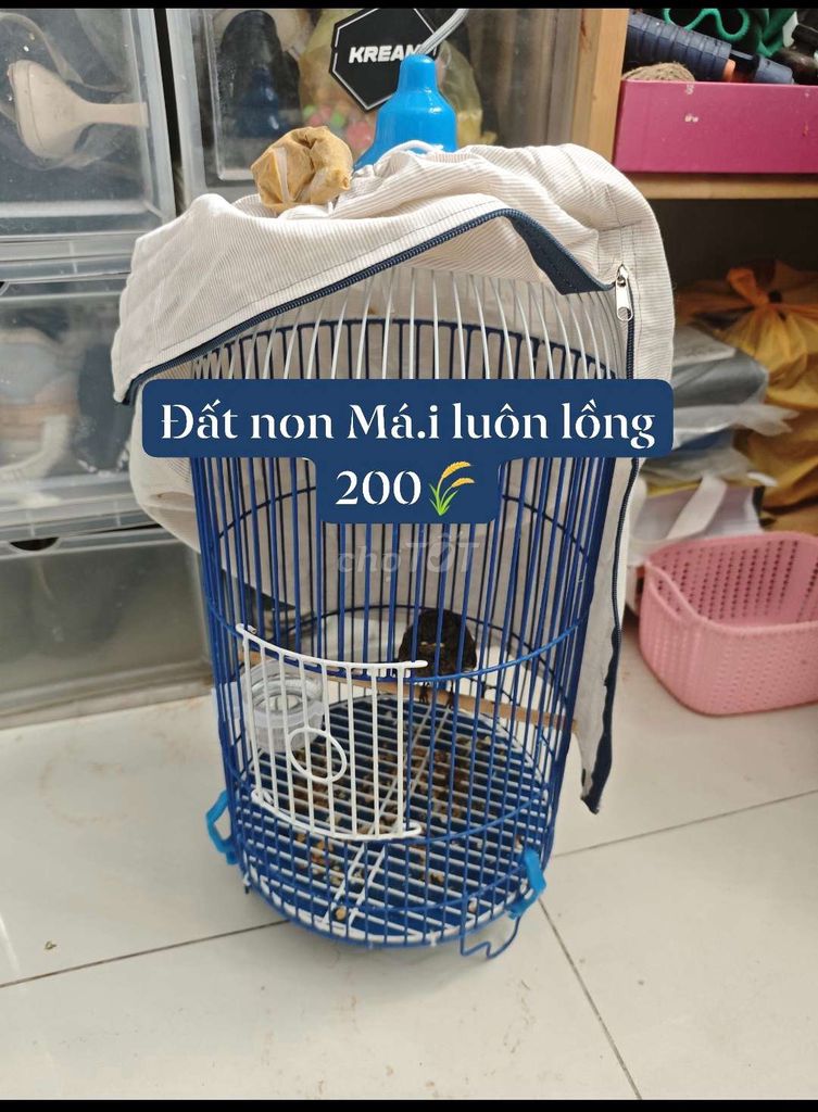 Choè đất mái Luôn Lồng. Mua bán Chim tại Quận 12 Tp Hồ Chí Minh được đăng bởi Trường Trần hình 1