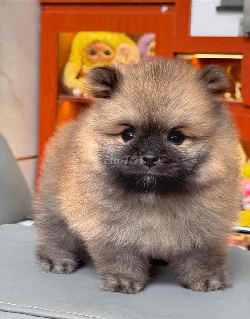 Chó Phốc Sóc Xám Cam đã tiêm. Mua bán Chó tại Quận Bình Tân Tp Hồ Chí Minh được đăng bởi Kyn hình 1