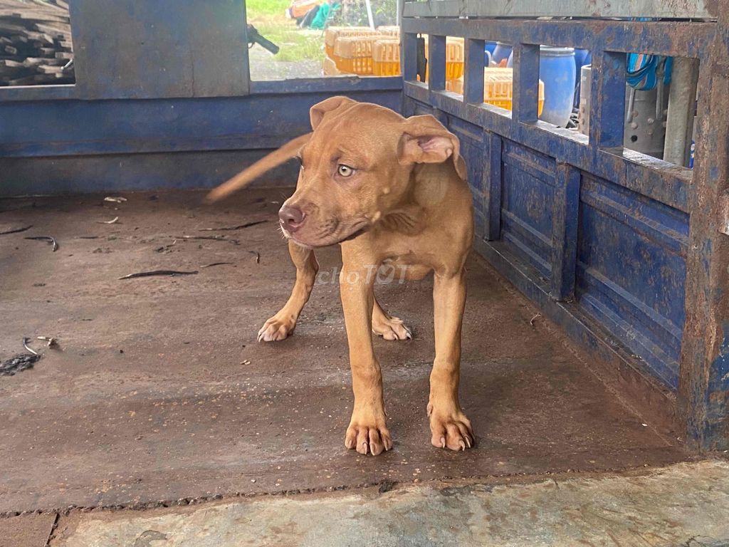 Bé pitbull cái cần chủ mới - 127463587