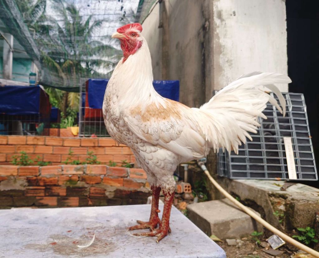 bướm camelo 8 tháng trạng 3kg5. Mua bán Gà tại Huyện Củ Chi Tp Hồ Chí Minh được đăng bởi Nghia gà nhà 71 hình 1