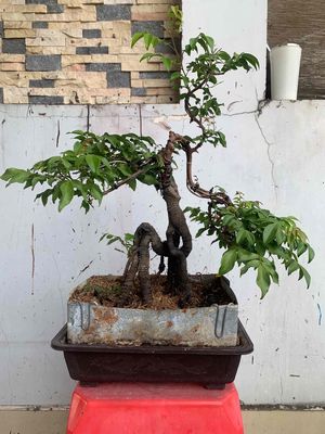khế nhật dáng Nhân Mã,bonsai mini để bàn,đang hoa