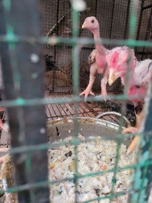 Gà đông tảo con. Mua bán Gà tại Thành phố Biên Hòa Đồng Nai được đăng bởi tuấn 