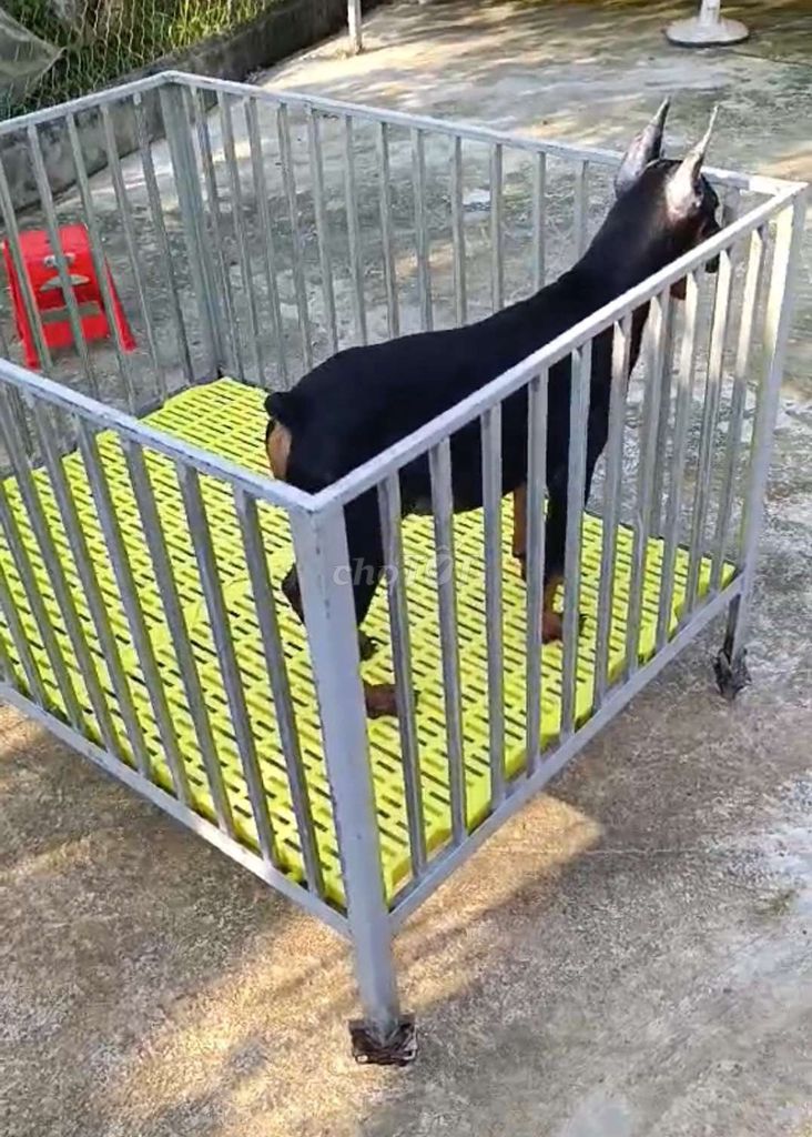 DOBERMAN CÁI ĐẸP. Mua bán Chó tại Huyện Bình Chánh Tp Hồ Chí Minh được đăng bởi Anh Thới hình 2