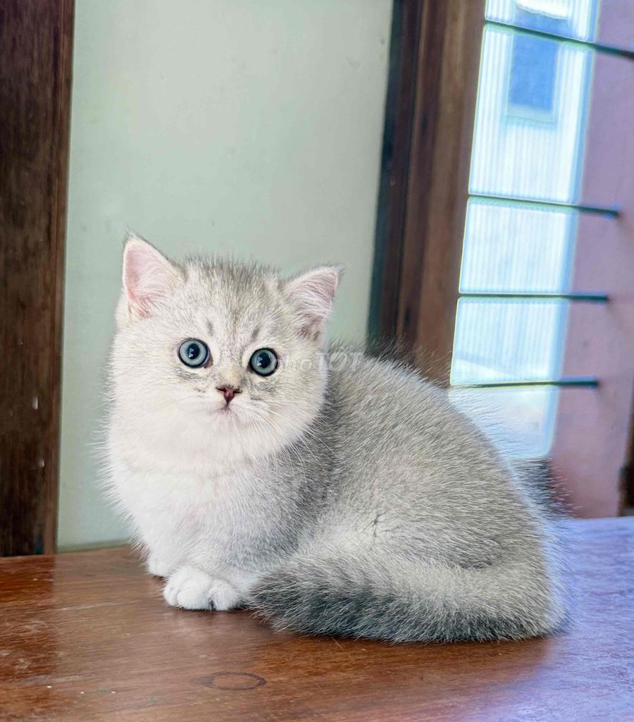 Mèo munchkin, màu silver. Mua bán Mèo tại Thành phố Pleiku Gia Lai được đăng bởi hân hình 1