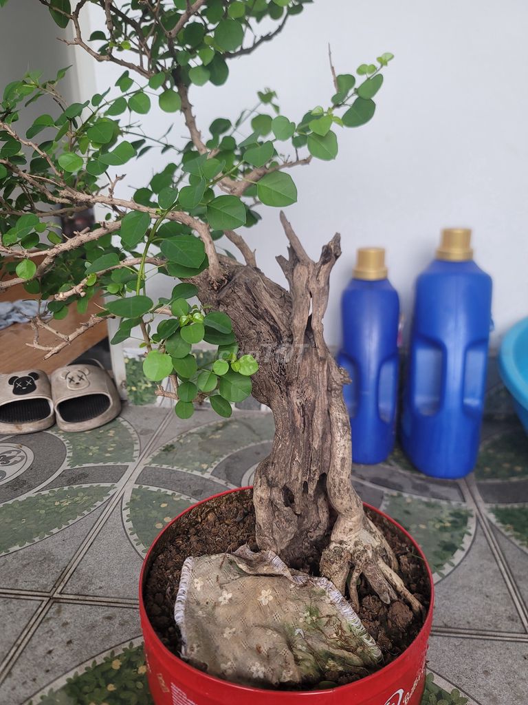Cây bonsai Khỏe mạnh. Mua bán Cây cảnh, đồ trang trí tại Huyện Hoài Đức Hà Nội được đăng bởi Nguyễn Tập hình 1