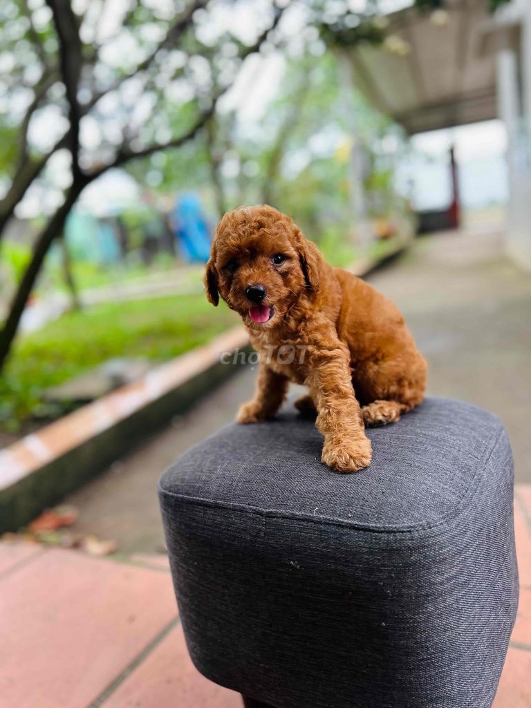 còn 1 e poodle đực hơn 2 tháng tuổi