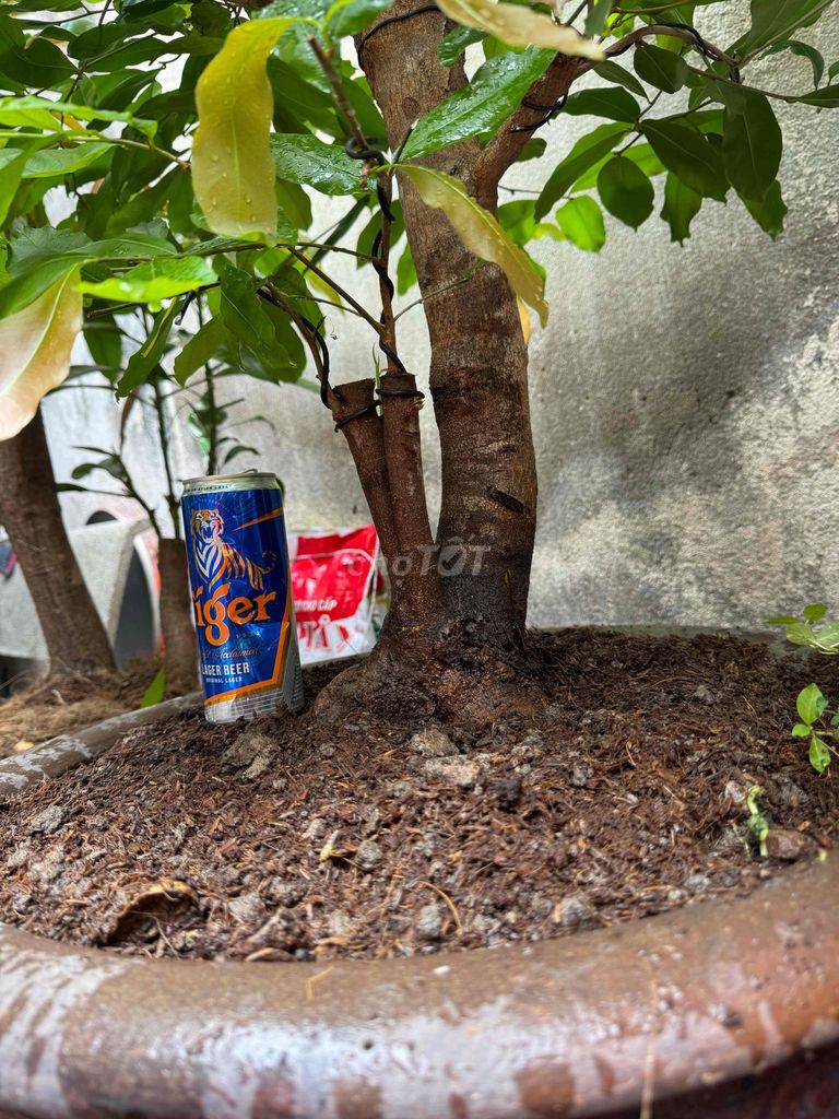 Mai Vàng giáo Thủ Đức. Mua bán Cây cảnh, đồ trang trí tại Quận 3 Tp Hồ Chí Minh được đăng bởi Anh Kiệt 7667 hình 1