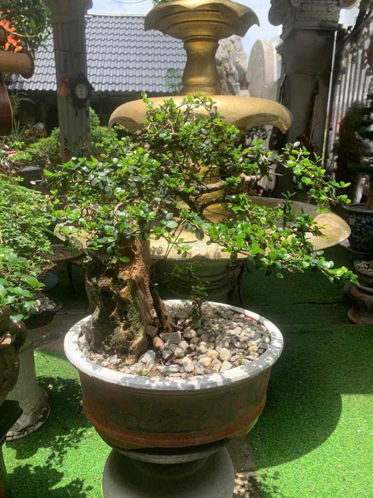 Cây cảnh Sam trái đang ra hoa. Mua bán Cây cảnh, đồ trang trí tại Quận Kiến An Hải Phòng được đăng bởi duong hình 1