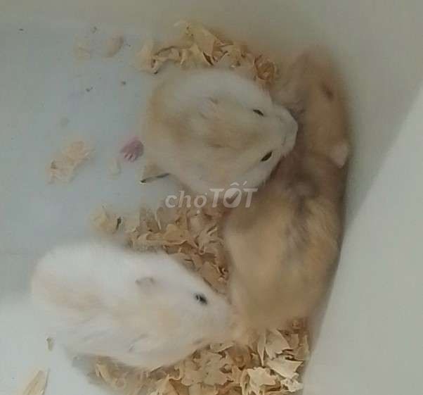 Chuột hamster winter white baby