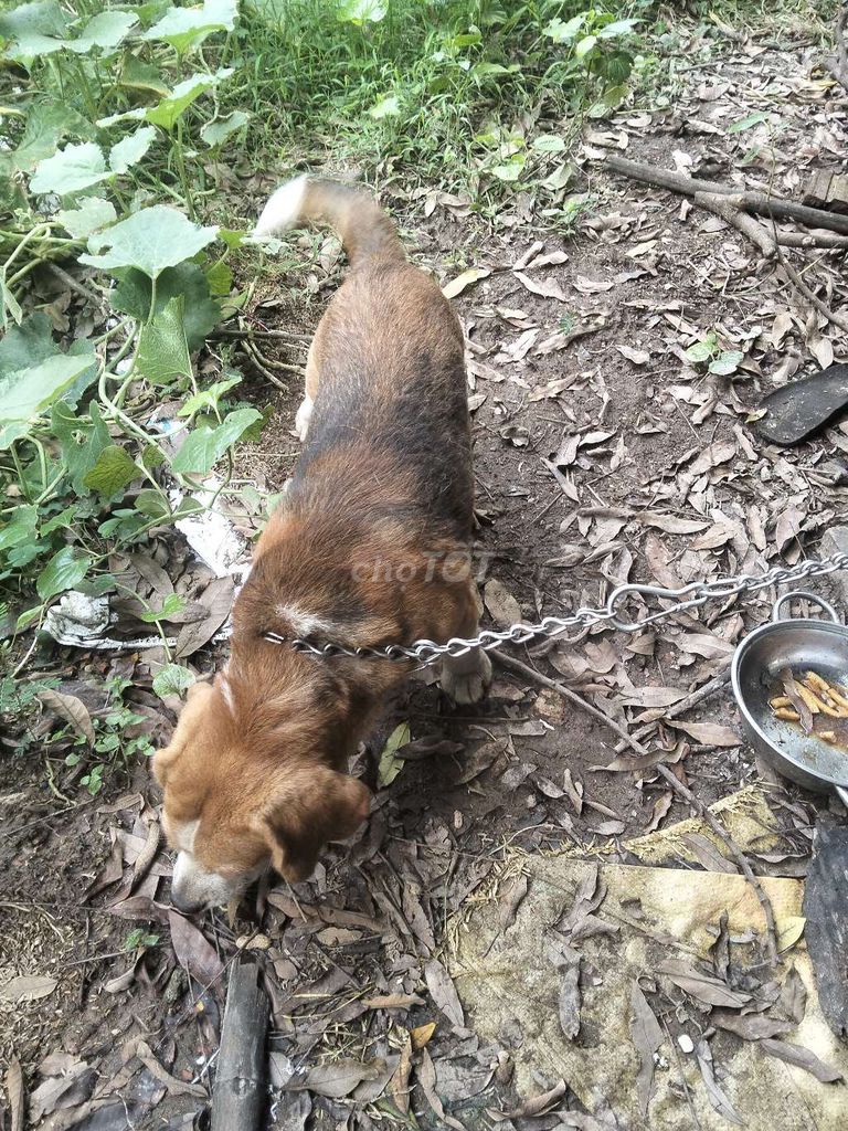 Chó Poodle Nâu trắng Đã tiêm phòng Thân thiện. Mua bán Chó tại Huyện Đông Anh Hà Nội được đăng bởi Anhh Mai hình 1