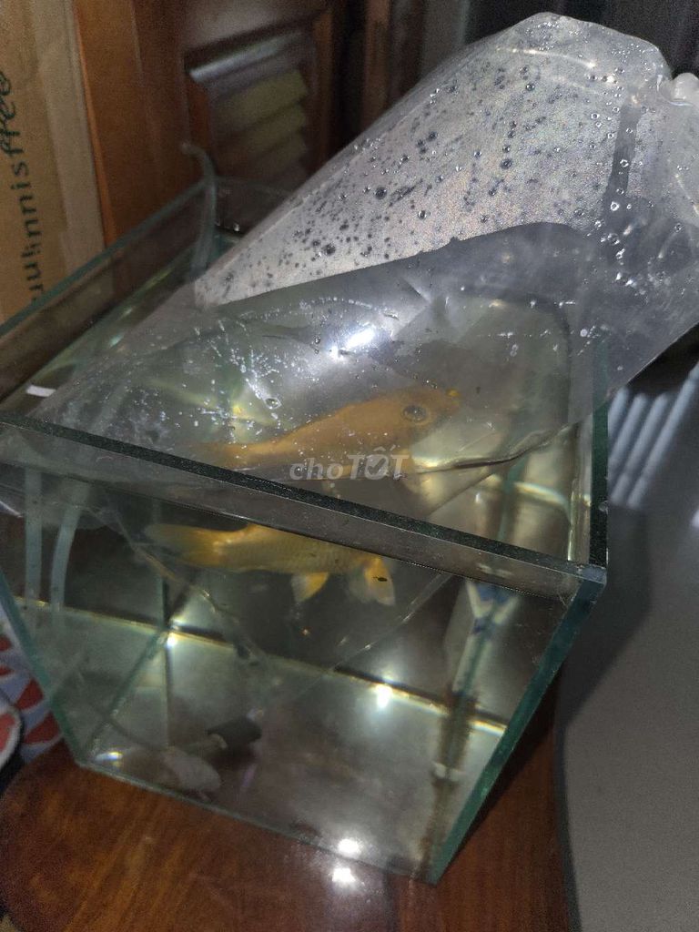 HỒ 50X35X35 TO THANH LÝ CHƯA QUA SỬ DỤNG