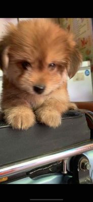 BÉ POODLE LAI PHỐC SÓC 2 THÁNG