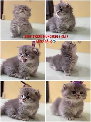 MUNCHKIN BLUE TICKED LÔNG DÀI / CÁI / ĐÃ TIÊM
