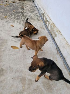 Chó lai Phú Quốc con 2 tháng